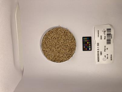 Click for 1 image(s) for this accession. SEED